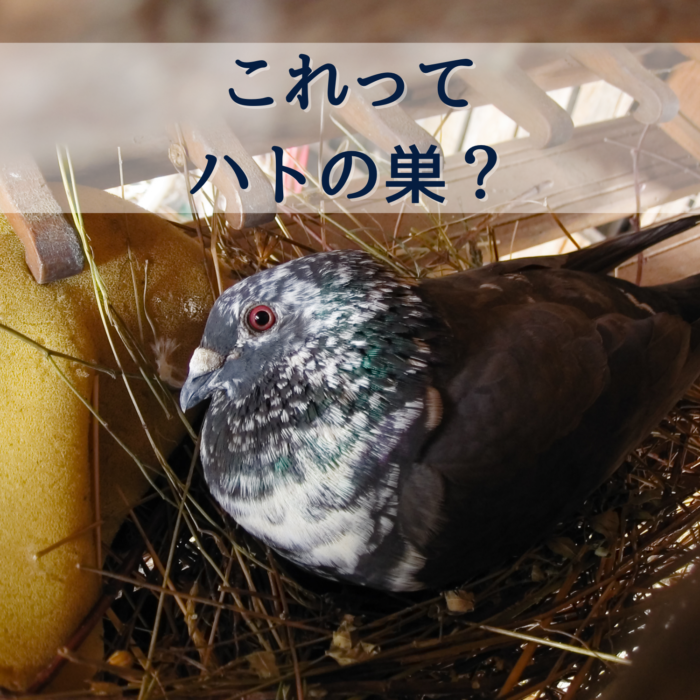 これってハトの巣 ベランダに卵を産まれる前にやるべきこと 駆除専門業者プロープル