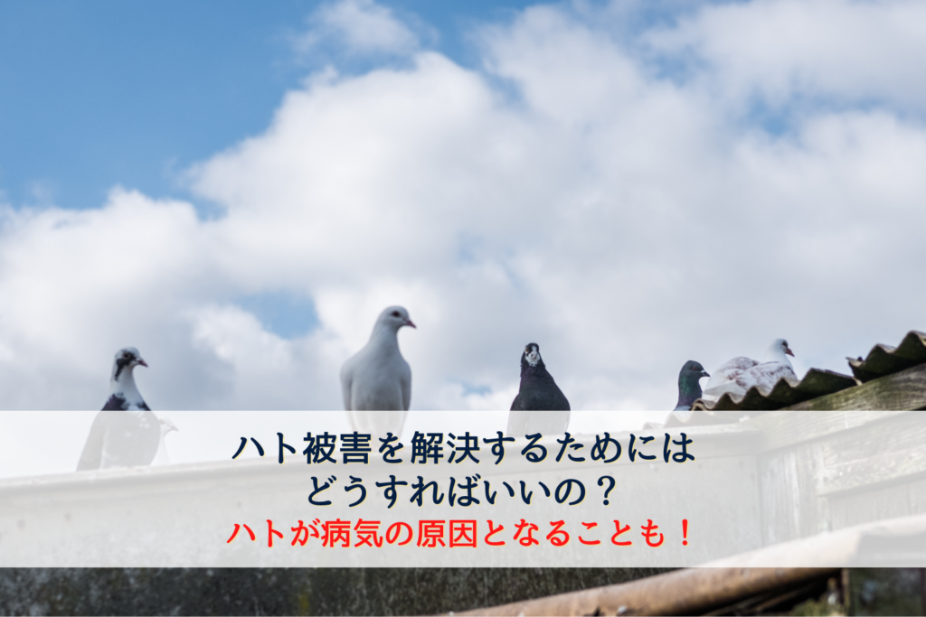 ハトは1種類ではない?日本に生息しているハトの種類とは? | 神奈川県の駆除専門業者クリーン計画プロープル