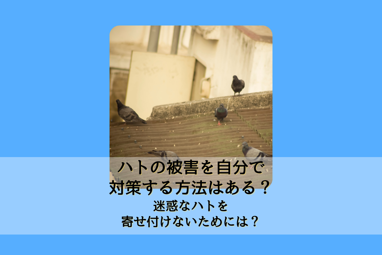 鳥インフルエンザ HACCP GAP対策 ごめんねハトくんｌｉｔｅ はと はとよけ むくどり 撃退 防鳩グッズ 最高 GAP対策