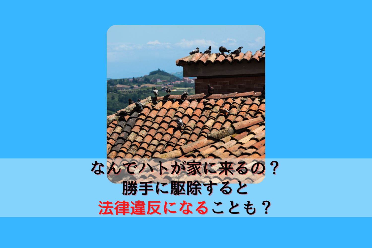 なんでハトが家に来るの?勝手に駆除すると法律違反になることも