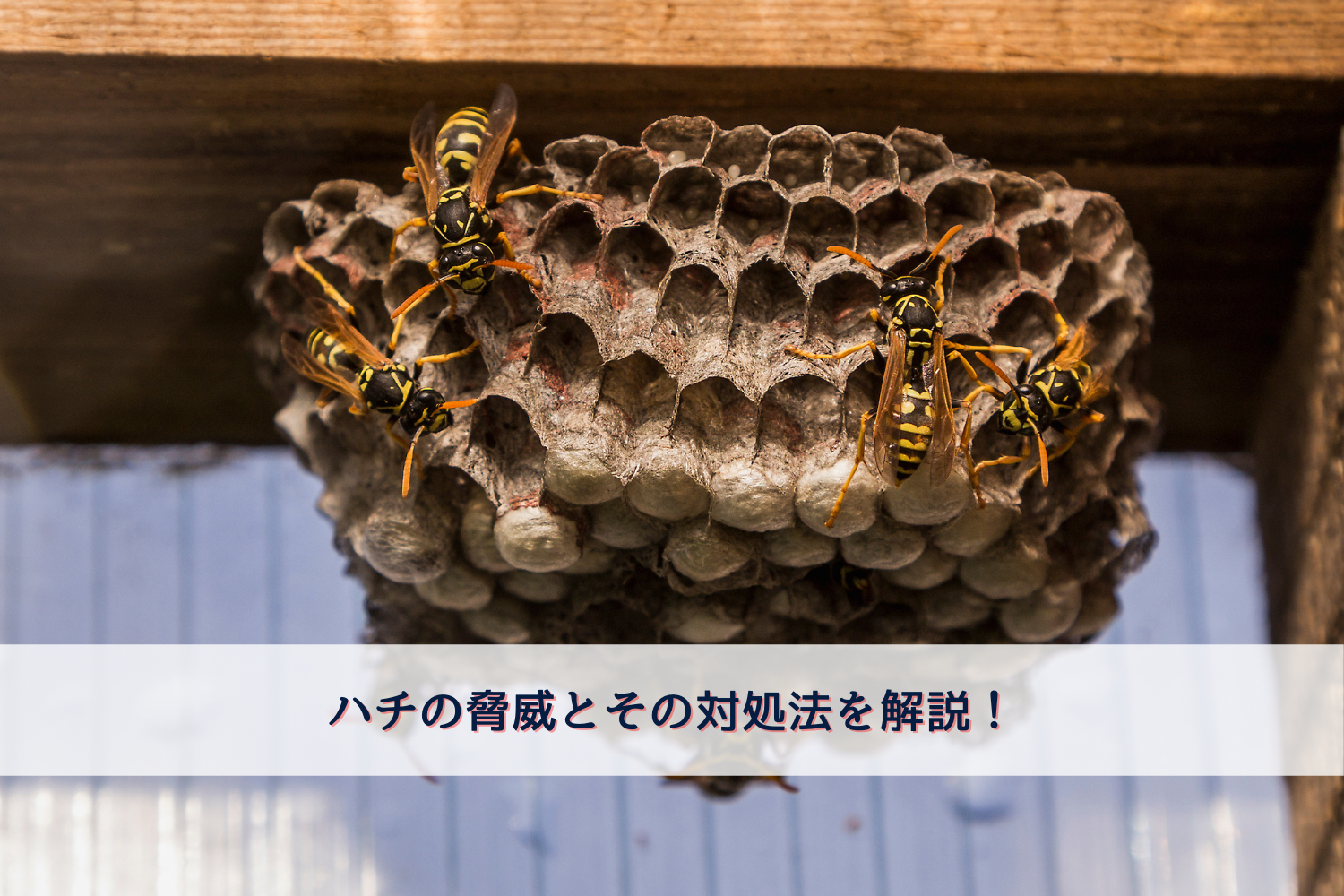 WPIC-ハチの脅威