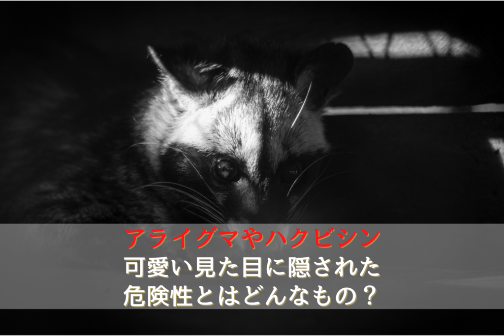 アライグマやハクビシンの可愛い見た目に隠された危険性 駆除専門業者プロープル