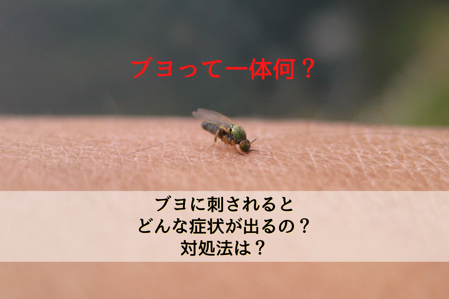 ブヨって一体何 ブヨに刺されるとどんな症状が出るの 対処法は 駆除専門業者プロープル