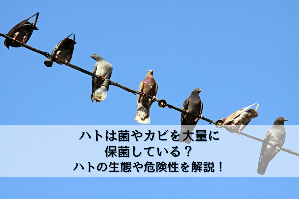 ハトは菌やカビを大量に保菌している ハトの生態や危険性を解説 駆除専門業者プロープル