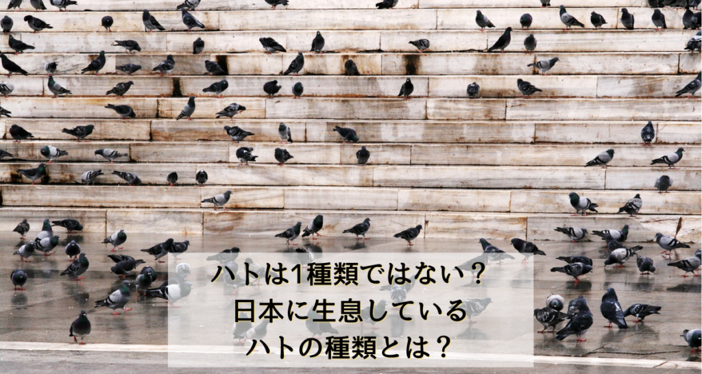 ハトは1種類ではない 日本に生息しているハトの種類とは 駆除専門業者プロープル