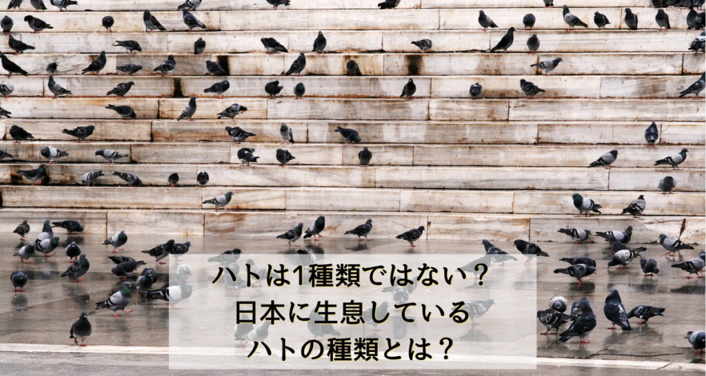 ハトは1種類ではない？日本に生息しているハトの種類とは？