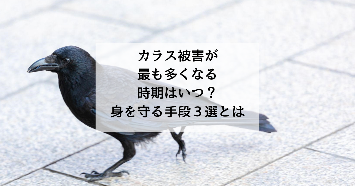 カラス被害が最も多くなる時期はいつ 身を守る手段3選とは 駆除専門業者プロープル カラス被害が最も多くなる時期はいつ 身を守る手段3選とは 駆除専門業者プロープル