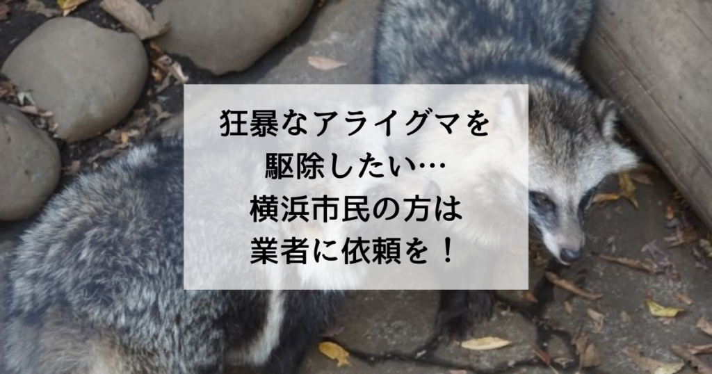 狂暴なアライグマを駆除したい…横浜市民の方は業者に依頼を！