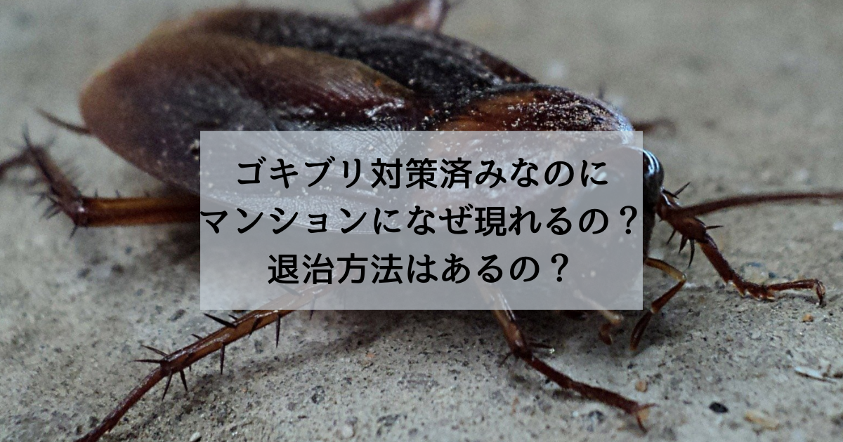 ゴキブリ対策済みなのにマンションになぜ現れるの 退治方法はあるの 駆除専門業者プロープル