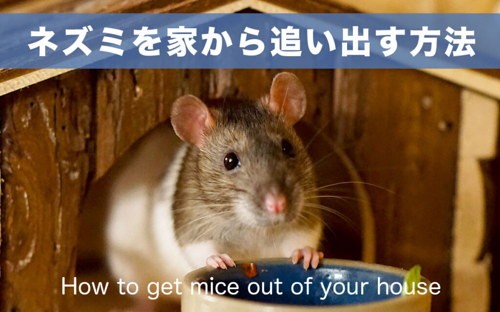 ネズミを家から追い出す方法は嫌いな匂いや音で追い出し、侵入口をふさぐ。