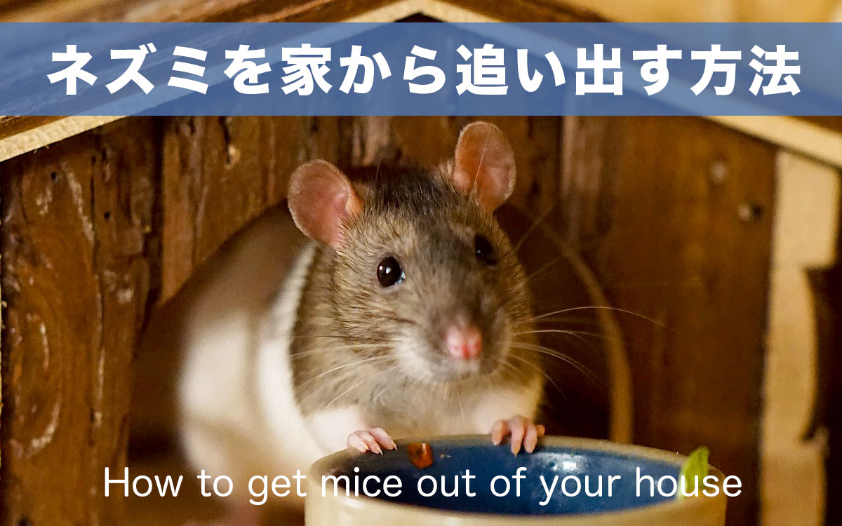 ネズミを家から追い出す方法