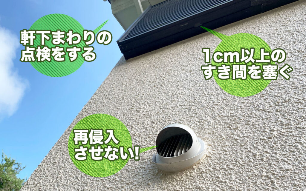 軒下のコウモリ対策で大切な3つの基本ポイントとは?