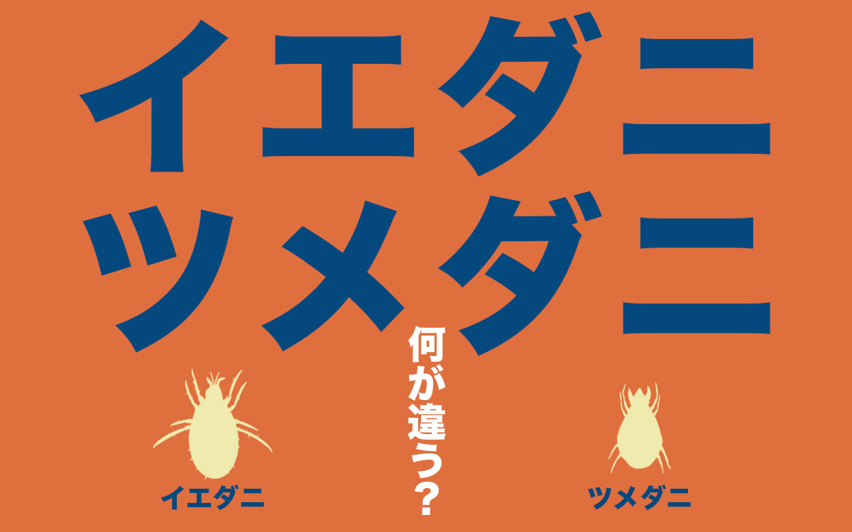イエダニとツメダニの症状の違いとは?【ネズミの巣でダニが大量発生】 | 神奈川県の駆除専門業者クリーン計画プロープル
