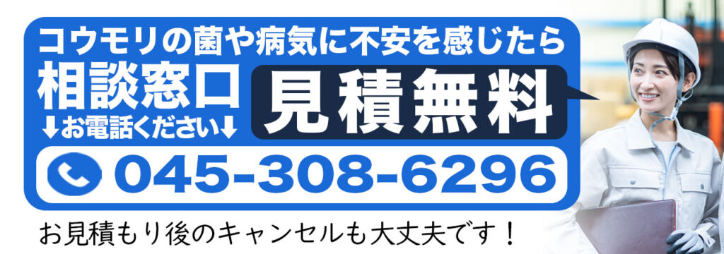 コウモリの菌や病気に不安に感じたら相談窓口