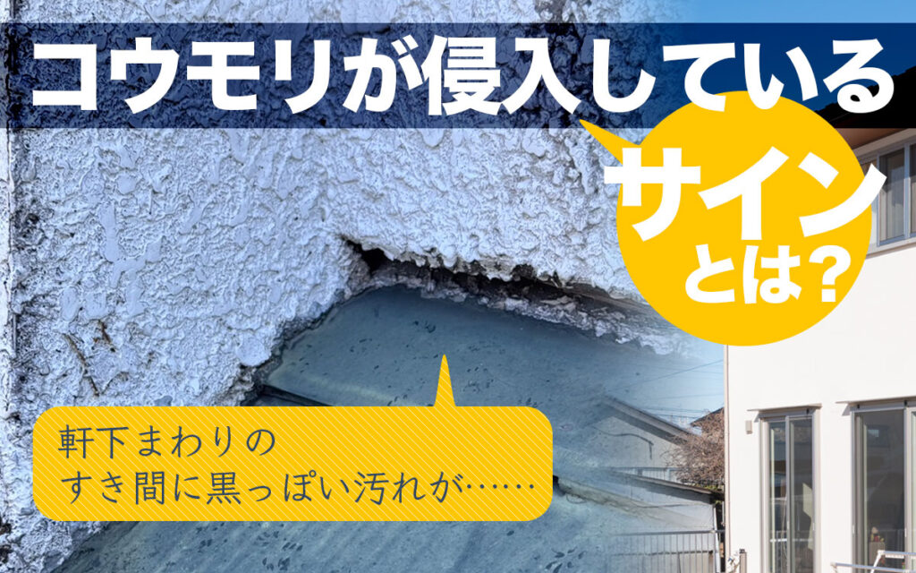 コウモリが軒下に残す侵入サインとは?