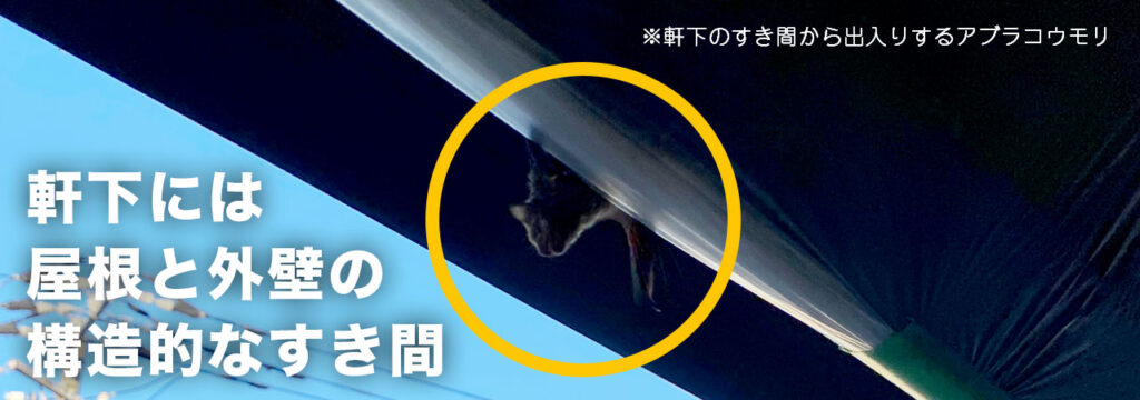 軒下周りのすき間から侵入するコウモリ