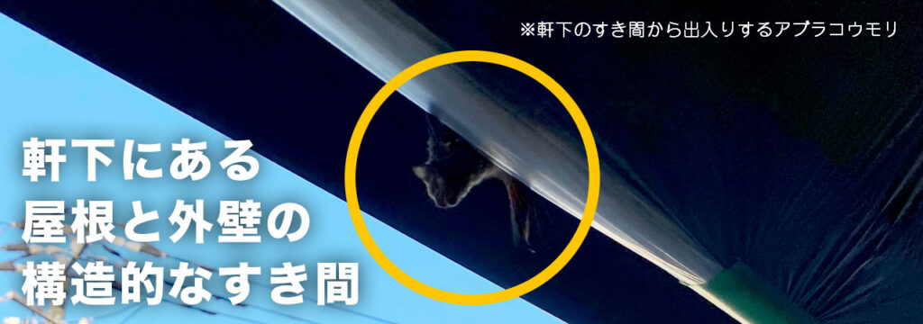 軒下周りのすき間から侵入するコウモリ