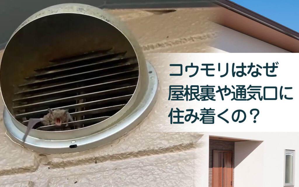 なぜコウモリは屋根裏や通気口、壁の中に住み着くのか