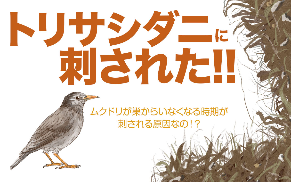 トリサシダニに刺されるのはムクドリの巣が原因？