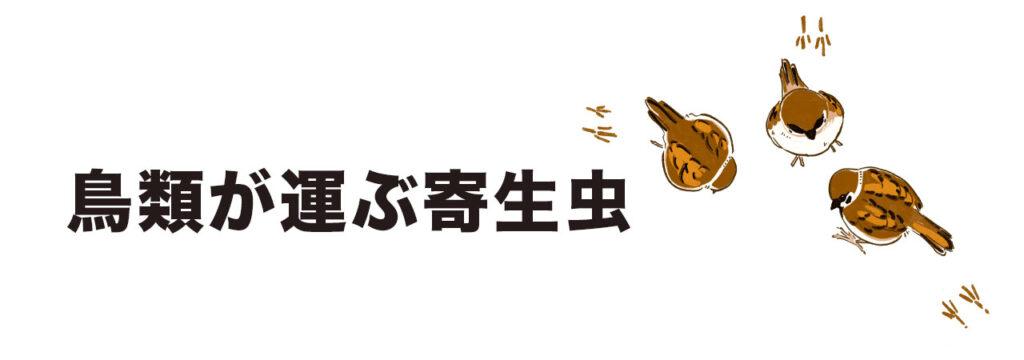スズメやムクドリなどの鳥類が原因のトリサシダニやノミが被害の正体かも