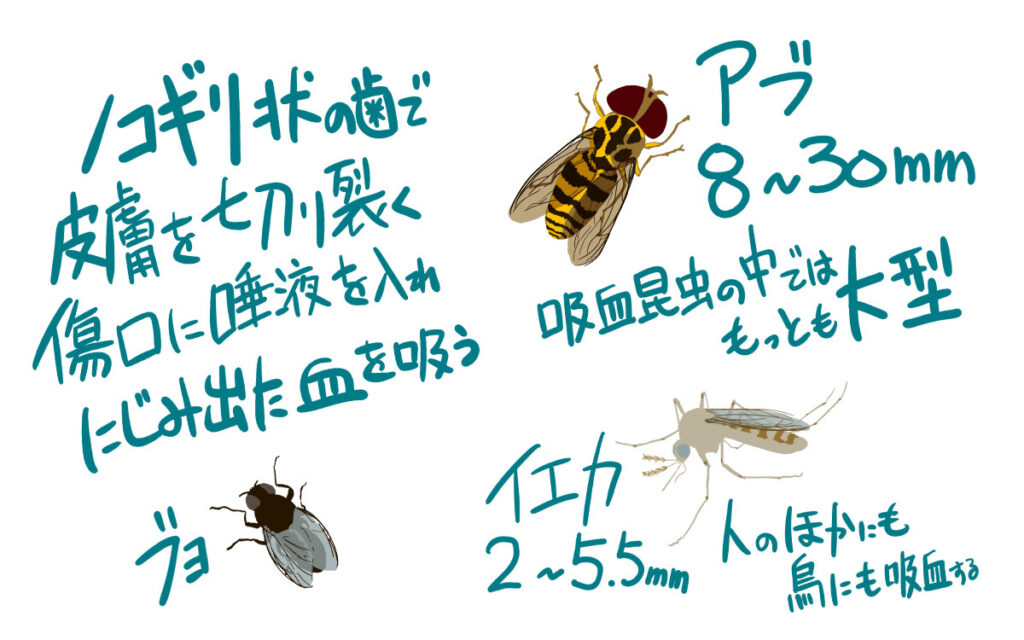 ブヨとアブと蚊の違いとは?