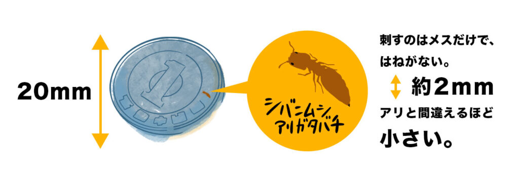 シバンムシに寄生するアリガタバチとは?