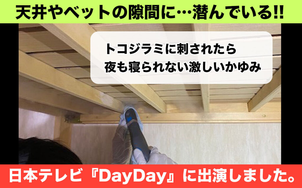dayday トコジラミ取材　日本テレビ