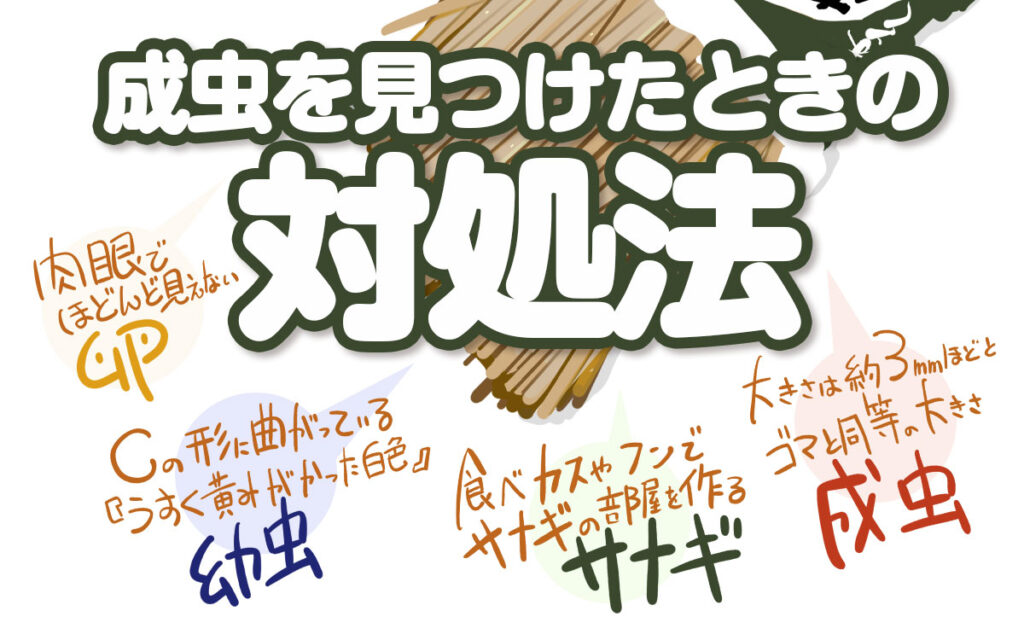 シバンムシを見つけたときの対処法の基本とは？