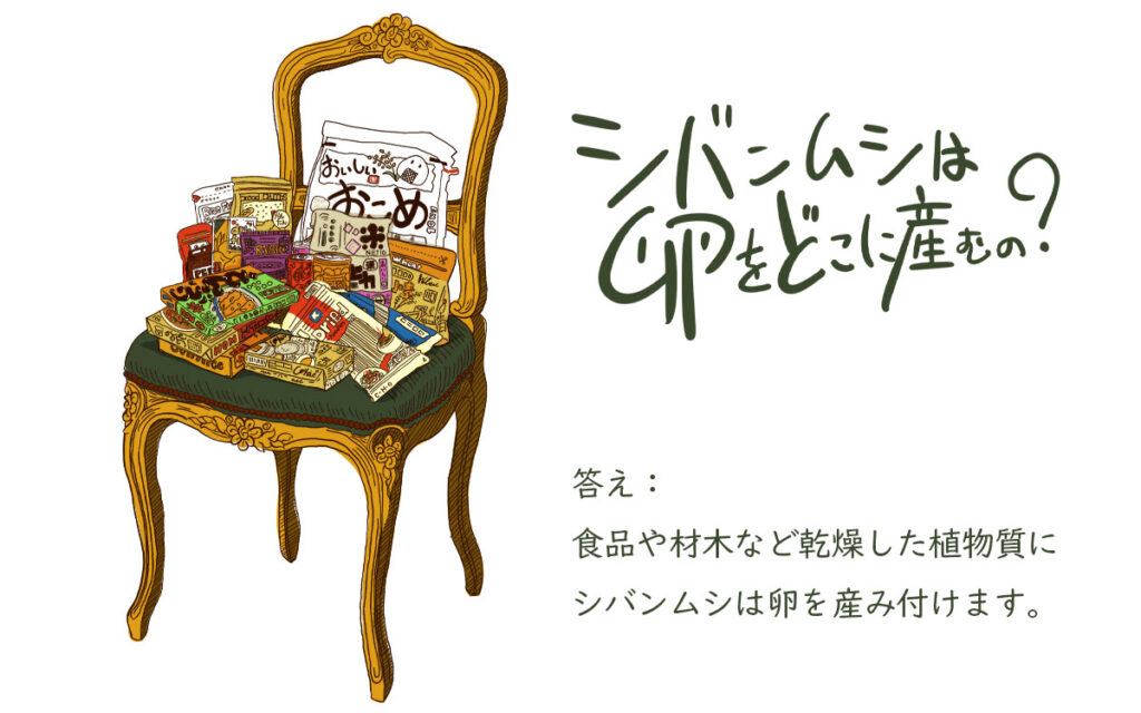 シバンムシは卵をどこに産むのでしょうか？ 