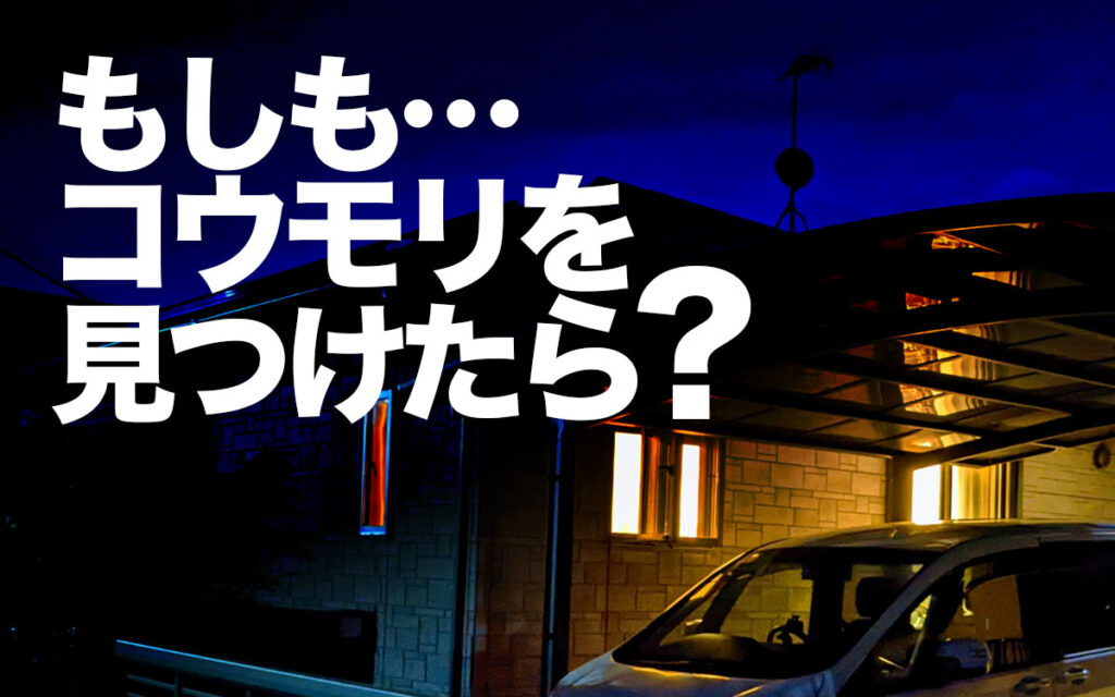 もしもコウモリを見つけたらどうしたら良いのでしょうか?