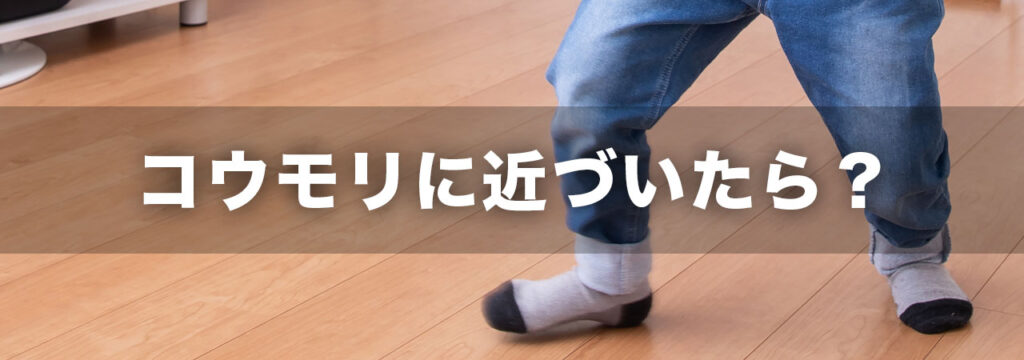 コウモリに近づいたら病気はうつる?