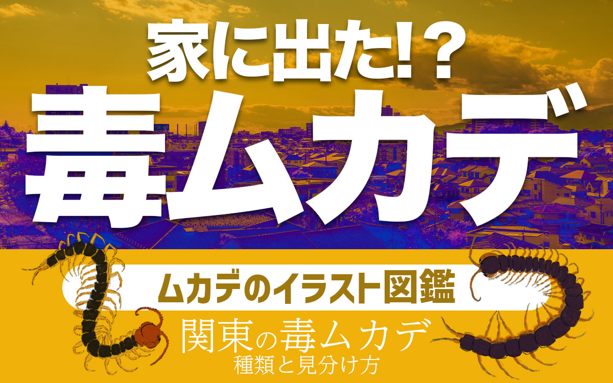 毒があるムカデが家に出た！種類と見分け方を紹介