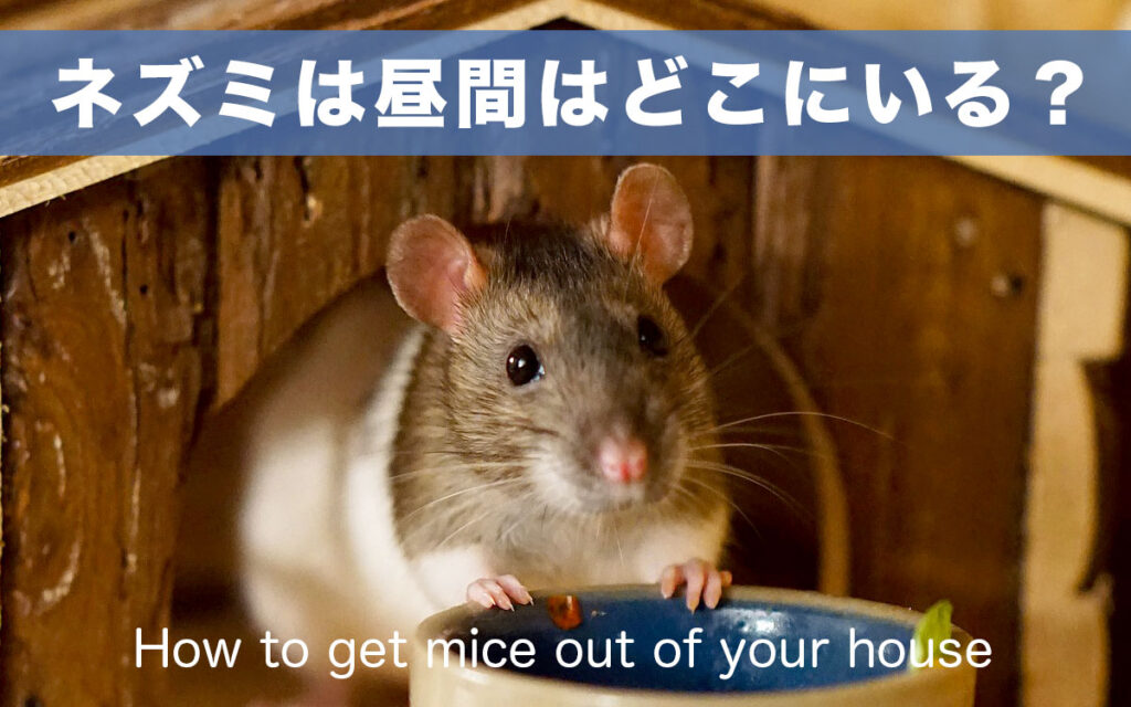 【屋根裏】ネズミは昼間はどこにいるの？【家から追い出す方法】