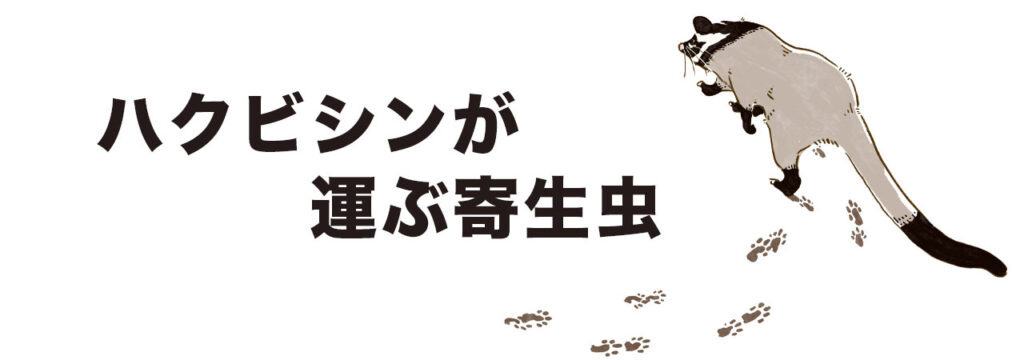 ハクビシンが原因のノミやマダニ