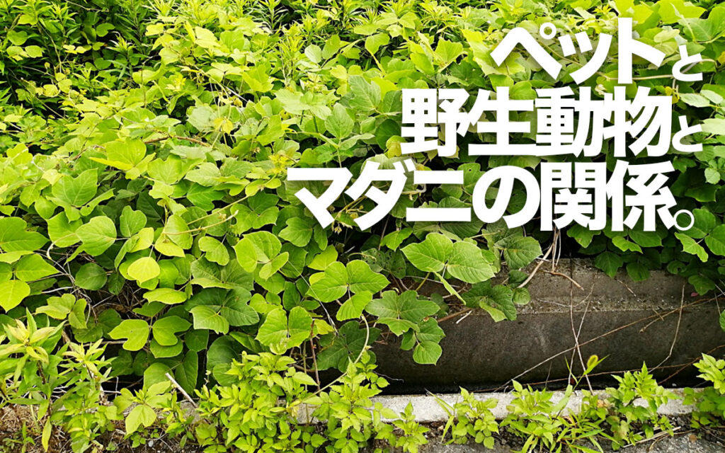 ペットと野生動物とマダニと意外な関係とは