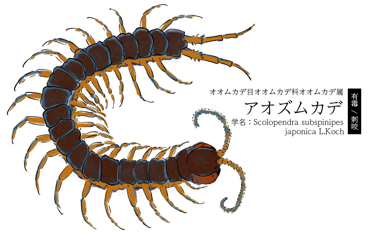 家に出た!?関東の毒ムカデの種類と見分け方【ムカデのイラスト図鑑】 | 神奈川県の駆除専門業者クリーン計画プロープル