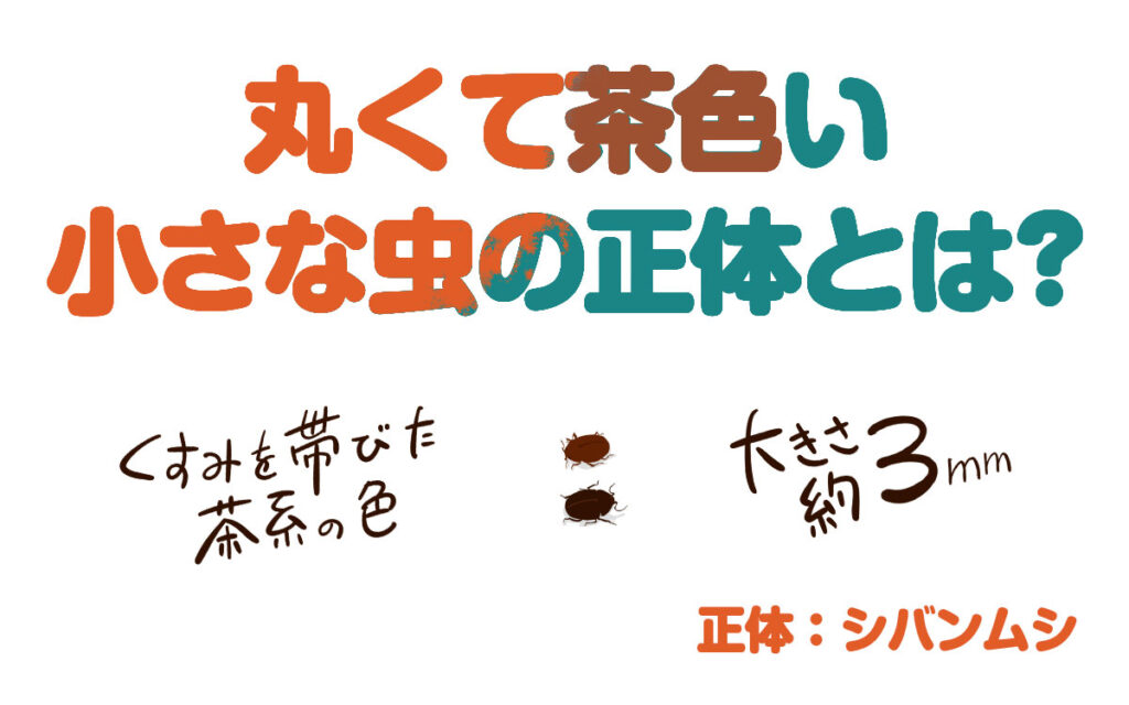 丸くて茶色い小さい虫の正体は、シバンムシです。