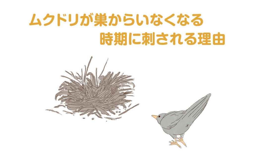 ムクドリが巣からいなくなる時期にトリサシダニに刺される理由とは？