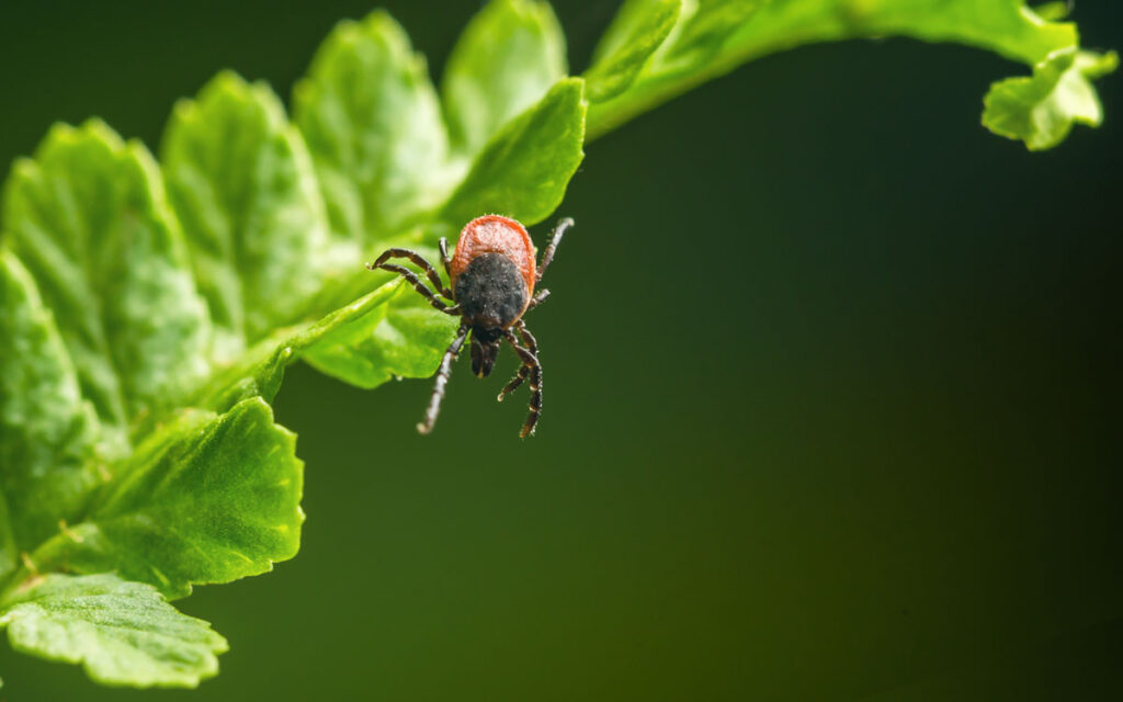 ダニ刺されで怖い感染症とは？マダニやツツガムシ(ケダニ)に注意