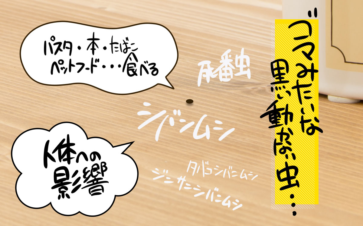 ゴマみたいな黒い動かない虫の正体は、「シバンムシ」