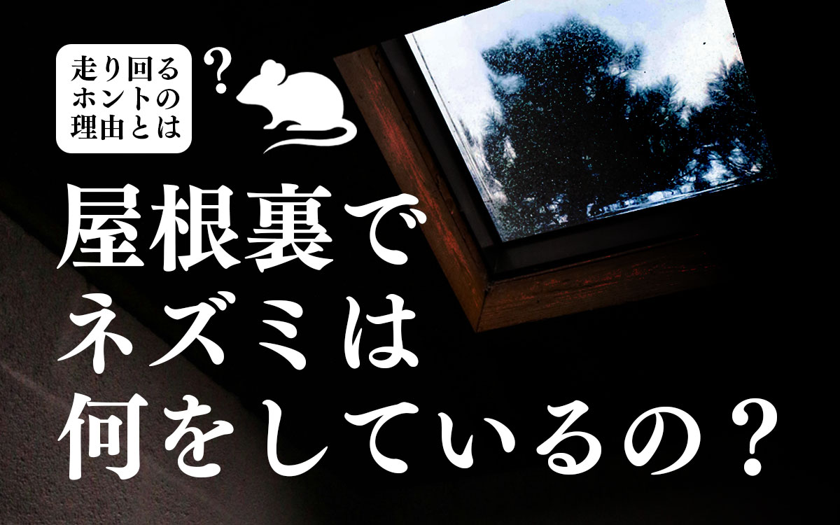 屋根裏のネズミは何しているの