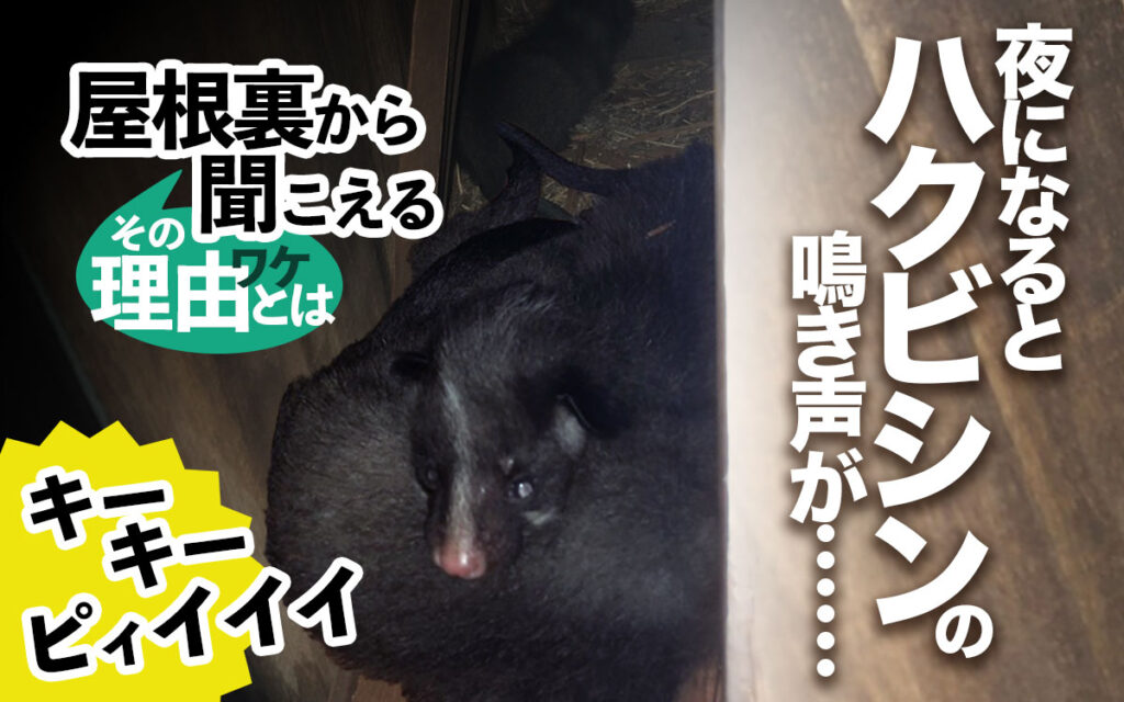 夜になるとハクビシンの鳴き声が……【屋根裏から聞こえる理由とは】　